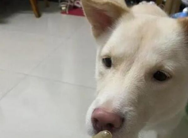 柯基吃鱼油有用吗,宠物狗有必要喂鱼油吗吗