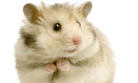 仓鼠不吃东西一直睡觉