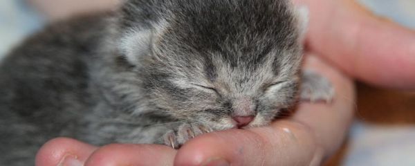 小猫感冒了怎么办？