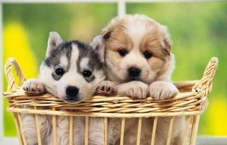 怎样训练狗狗不乱吃东西