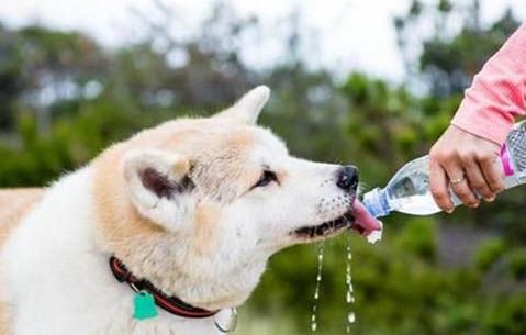 怎样训练狗狗不乱吃东西