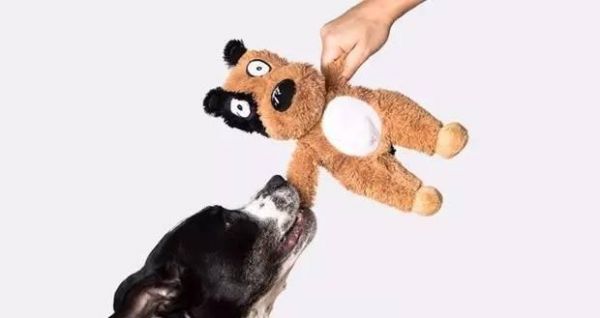 训练宠物狗狗如何正确奖励（建立正确行为和积极心态的方法）