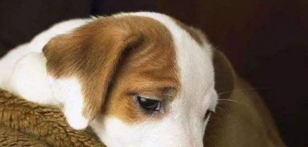 训练宠物狗狗如何正确奖励（建立正确行为和积极心态的方法）