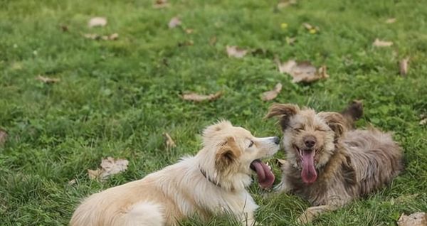 如何正确地奖励你的宠物狗（让训练更加有效，让爱与关怀不断）