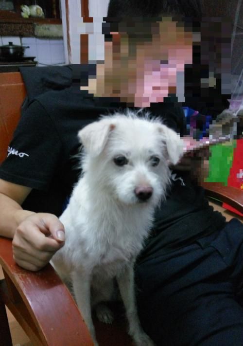 如何正确地奖励你的宠物狗（让训练更加有效，让爱与关怀不断）