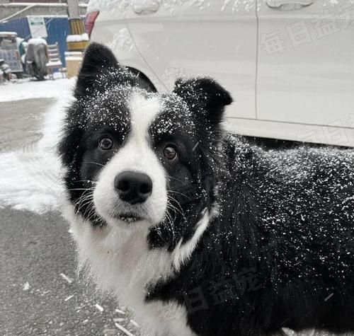 如何正确地奖励你的宠物狗（让训练更加有效，让爱与关怀不断）