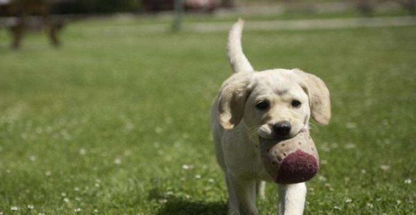 学会正确奖励狗狗，让训练更加高效（学会正确奖励狗狗，让训练更加高效）