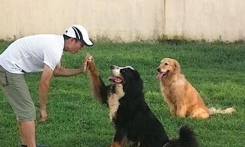 学会正确奖励狗狗，让训练更加高效（学会正确奖励狗狗，让训练更加高效）