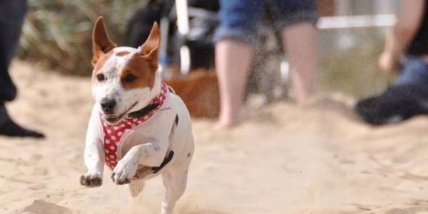 学会正确奖励狗狗，让训练更加高效（学会正确奖励狗狗，让训练更加高效）