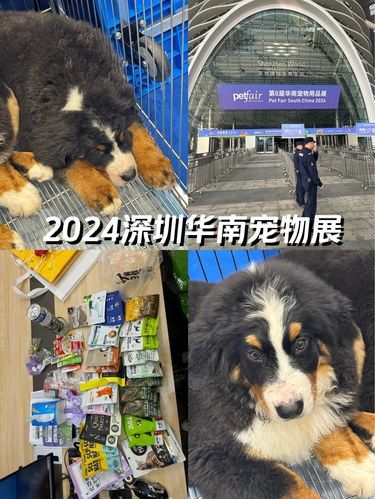 我在深圳华南宠物展给家里的崽崽薅羊毛！