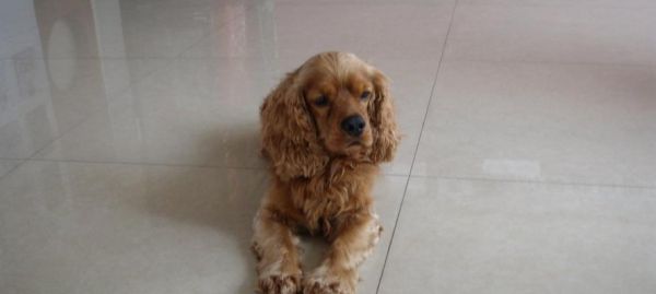 英国可卡犬的饲养全指南（从喂食到训练，全方位带你了解英国可卡犬的饲养技巧）