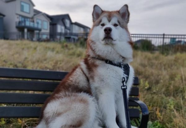 阿拉斯加雪橇犬