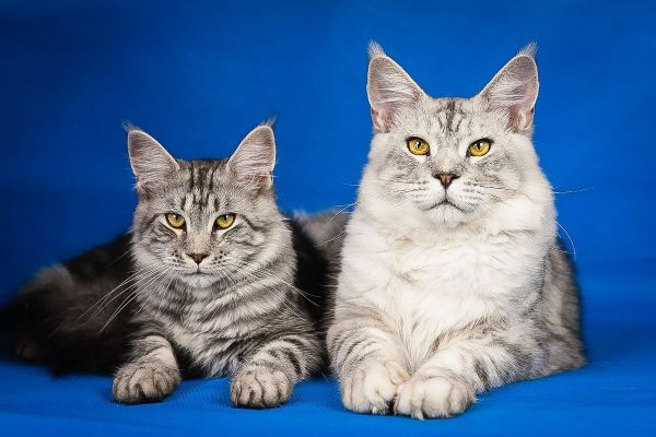 razas de gatos grandes: maine coon
