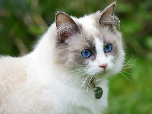 razas de gatos grandes: ragdoll