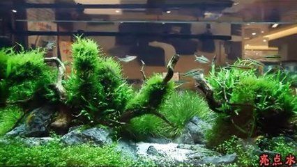 海阳市鱼缸销售点有哪些？：海阳市鱼缸销售点