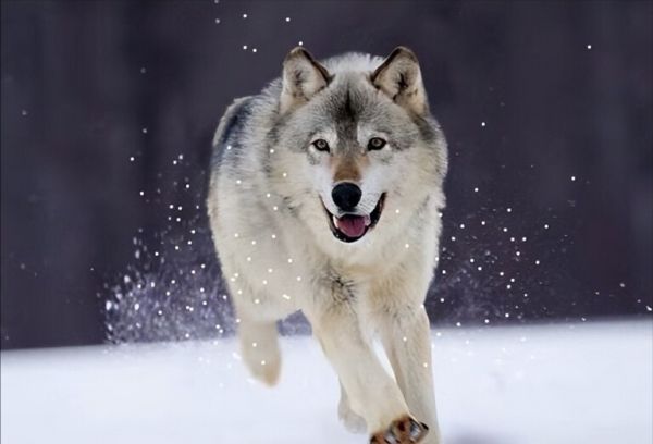 大型犬科动物实力排名：北美灰狼毫无疑问的第一