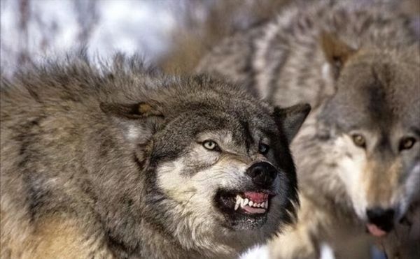 大型犬科动物实力排名：北美灰狼毫无疑问的第一