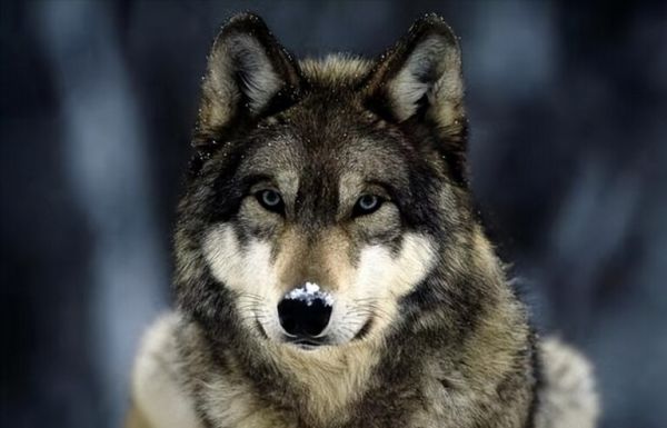 大型犬科动物实力排名：北美灰狼毫无疑问的第一