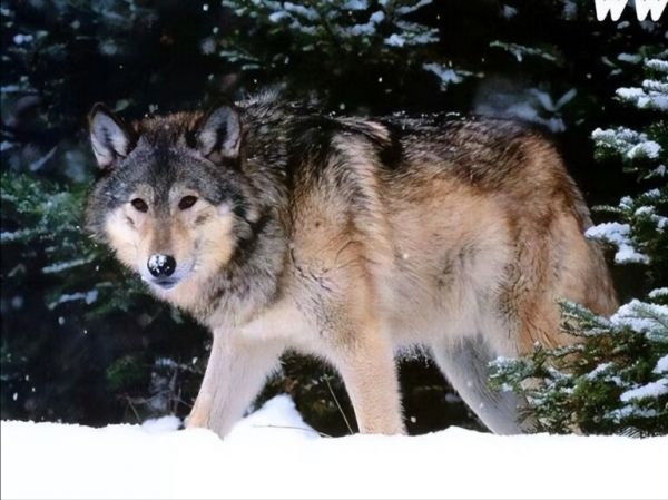 大型犬科动物实力排名：北美灰狼毫无疑问的第一