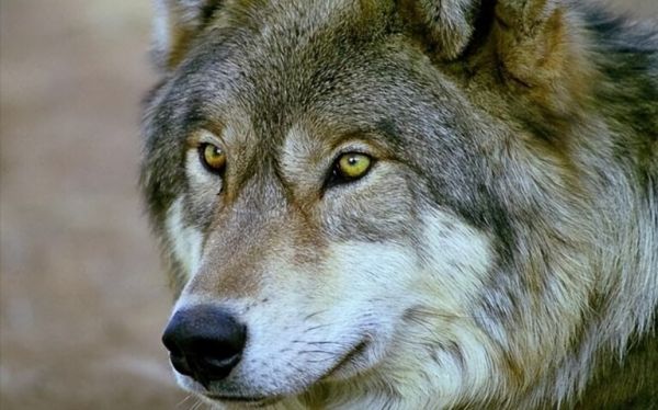 大型犬科动物实力排名：北美灰狼毫无疑问的第一