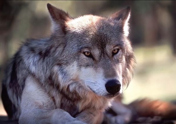 大型犬科动物实力排名：北美灰狼毫无疑问的第一