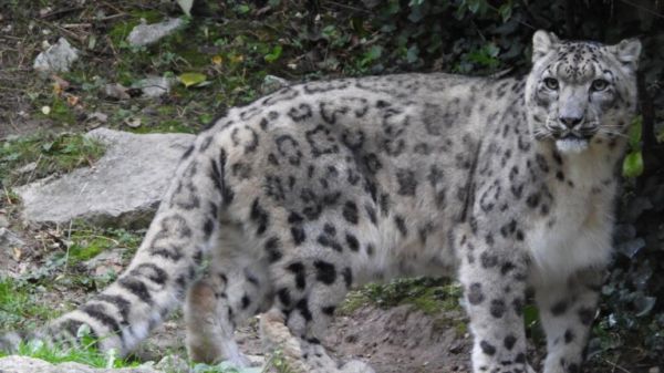 大型猫科动物实力排名榜：盘点地球上最强大的 10 种猫科动物