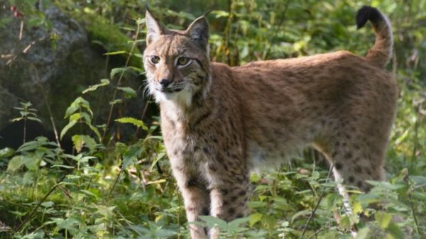 大型猫科动物实力排名榜：盘点地球上最强大的 10 种猫科动物