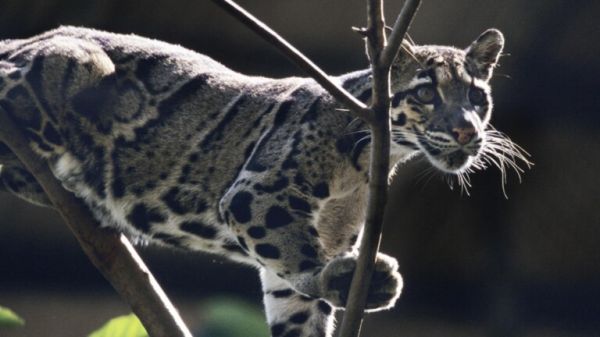 大型猫科动物实力排名榜：盘点地球上最强大的 10 种猫科动物