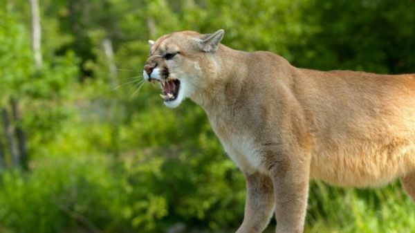 大型猫科动物实力排名榜：盘点地球上最强大的 10 种猫科动物