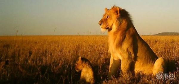 DeepMind利用AI分析动物行为，可正确识别50种大型物种