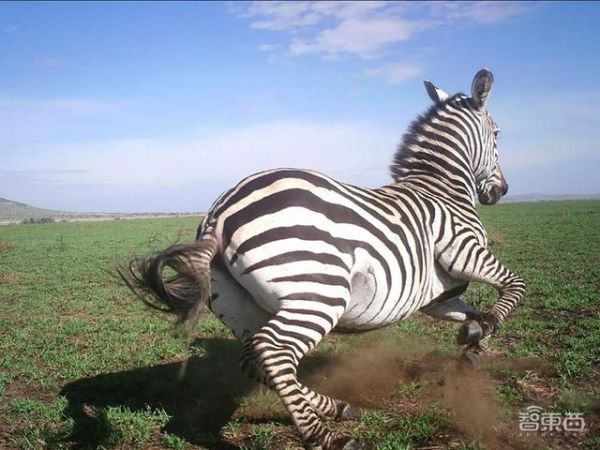 DeepMind利用AI分析动物行为，可正确识别50种大型物种