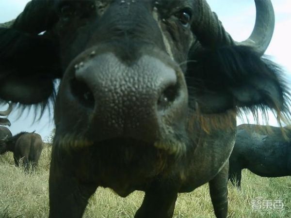 DeepMind利用AI分析动物行为，可正确识别50种大型物种