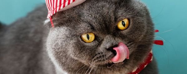 猫冬天没精神 冬季猫也容易抑郁吗？