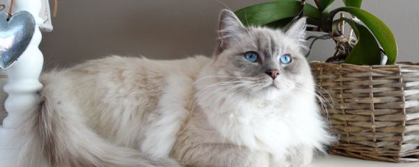 猫冬天喝冷水还是温水 把握调理玻璃胃的最佳季节！