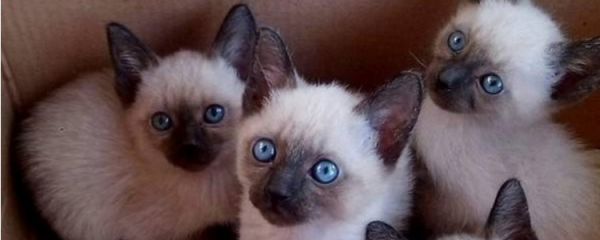 冬天猫咪为什么发抖 就是因为温度太低了呗~