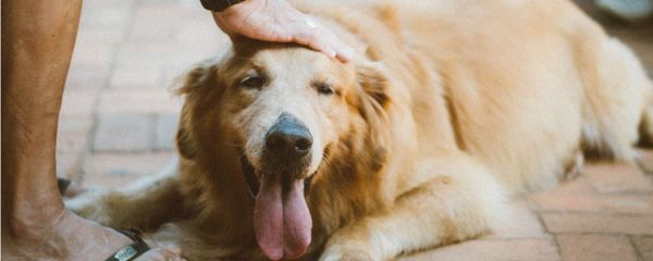 金毛冬天需要穿衣服吗 正确帮助狗狗保暖