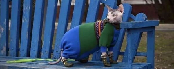 猫咪冬天喝凉水可以吗 这些护理注意事项要记住！