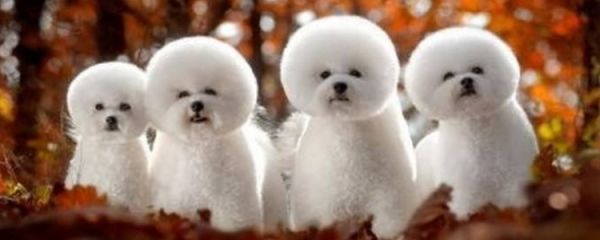 狗狗冬天容易得什么病？ 这些你要清楚哦！