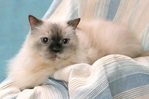 小猫冬天怎么养