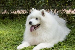 萨摩耶冬天掉毛怎么办