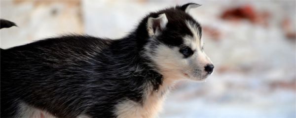 冬天该不该给狗穿衣服 冬季要如何给狗狗进行保暖