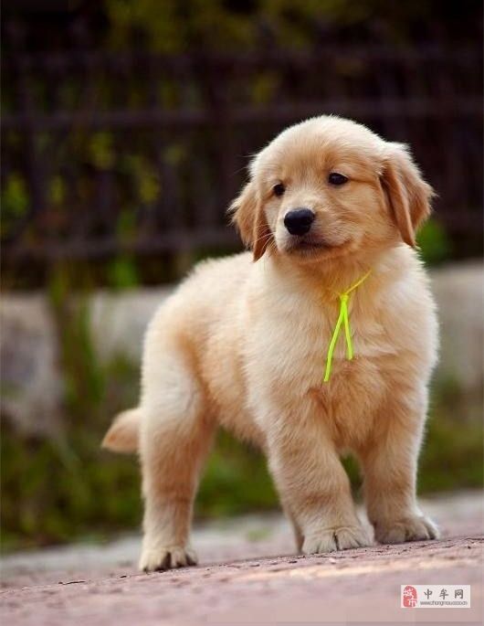 北京哪里出售金毛北京金毛什么价格