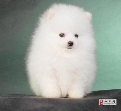 北京哪里有卖博美，正规犬舍专业繁殖博美幼犬