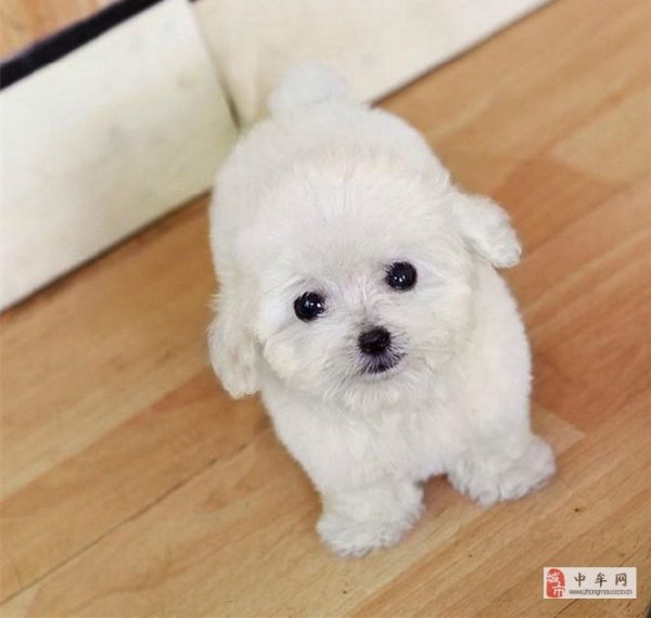 纯种泰迪犬茶杯泰迪北京泰迪犬出售