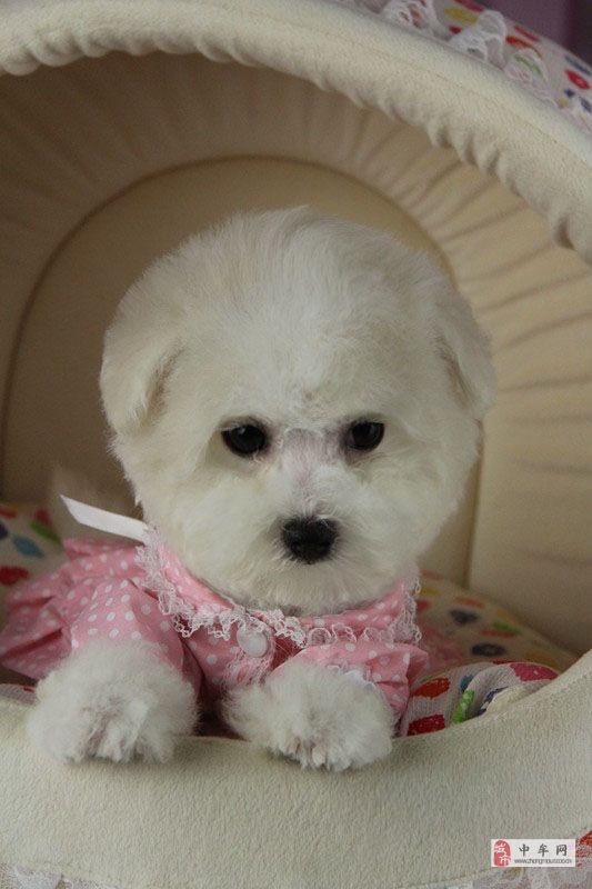 纯种比熊法系卷毛比熊高品质比熊犬出售签协议