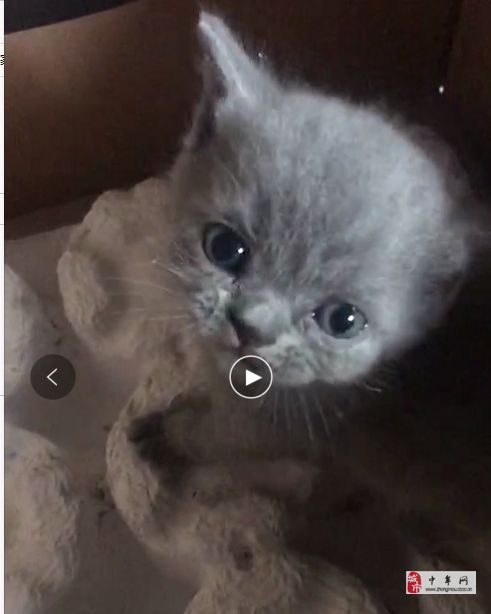 家养满月英短猫，价格不高560元送到家