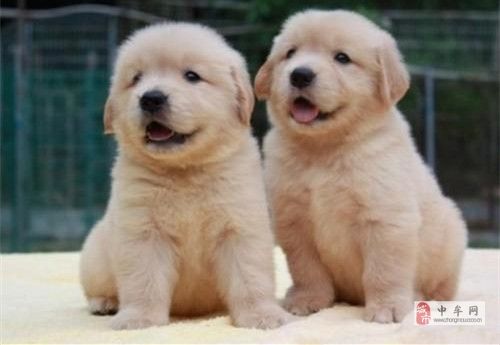 金毛幼犬金毛图片赛级金毛怎么卖的