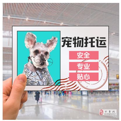 宠物托运服务