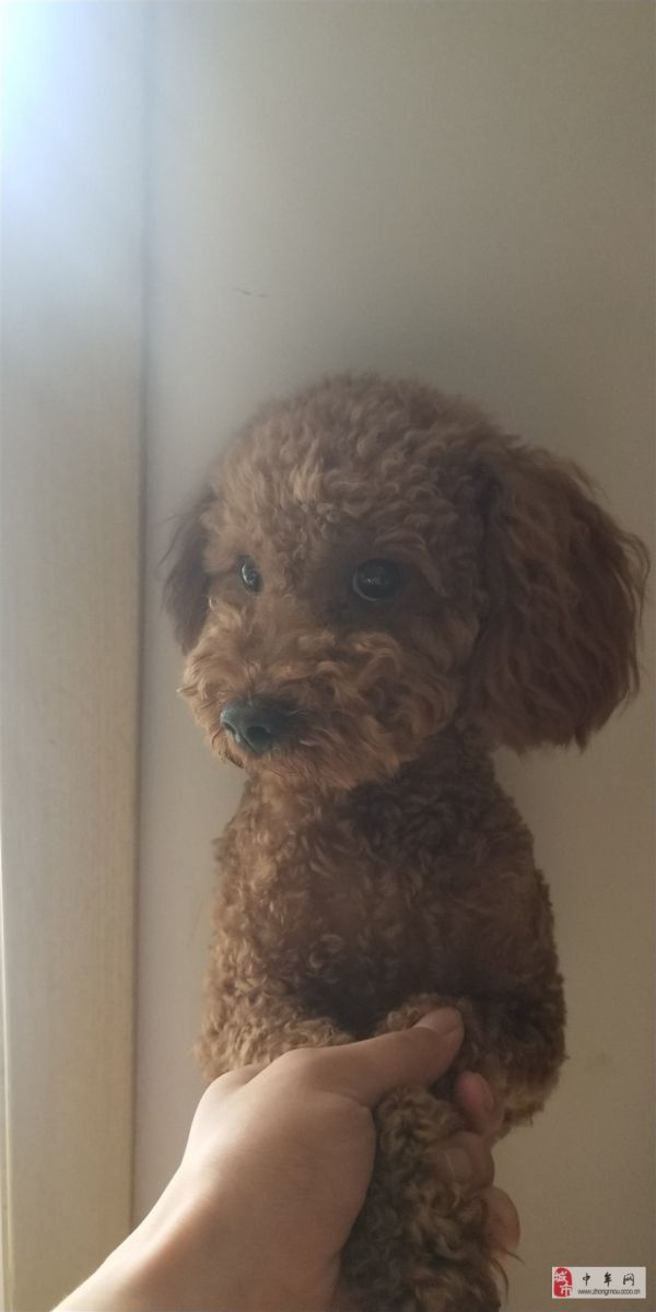 一岁多的泰迪，寻求一位爱狗人士