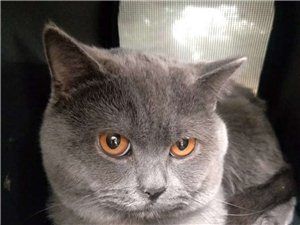 蓝猫一只，因个人原因，无法照顾它